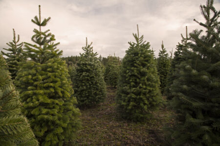 Starting a Tree Plantation Image
